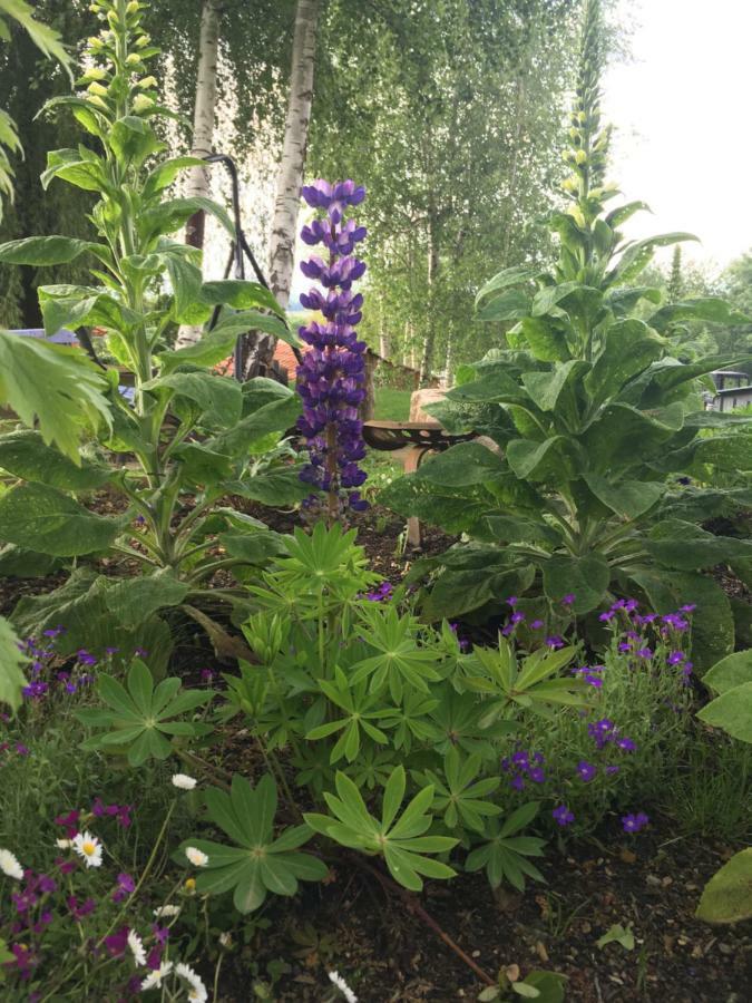 Gite Colombe Des Bois Estadens Eksteriør bilde